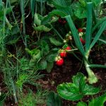 Чому варто садити кріп і часник поруч із полуницею: корисне сусідство, про яке варто знати