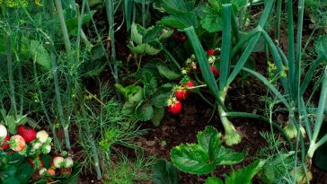 Чому варто садити кріп і часник поруч із полуницею: корисне сусідство, про яке варто знати