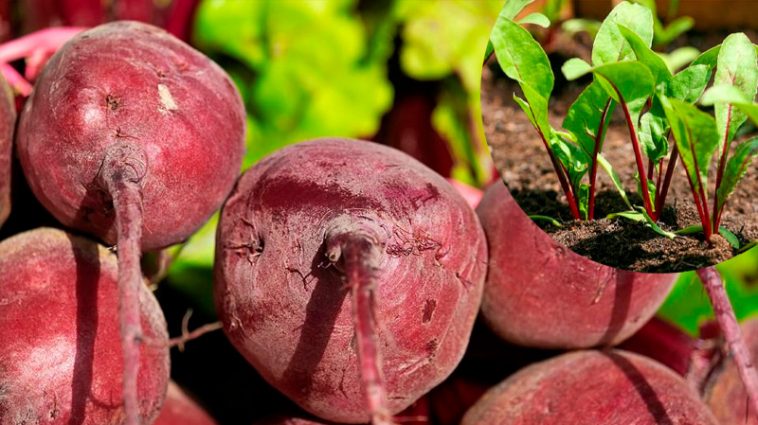 Секрет щедрого врожаю буряка – у прищипуванні!