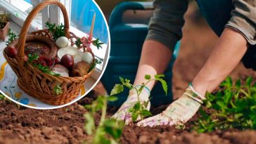 Чи можна садити рослини у Страсний тиждень: думка церкви та народні прикмети