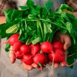 Як підживлювати редис після сходів і під час формування коренеплоду: поради та рецепти