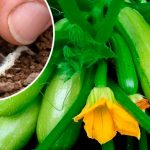 Коли садити кабачки у 2025 році, щоб зібрати перший врожай якнайшвидше