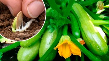 Коли садити кабачки у 2025 році, щоб зібрати перший врожай якнайшвидше