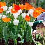 Весняне підживлення тюльпанів: як досягти розкішного цвітіння