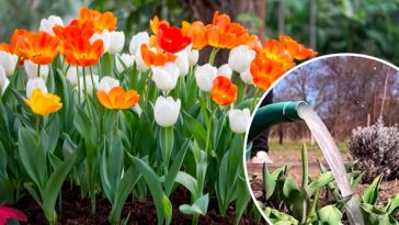 Весняне підживлення тюльпанів: як досягти розкішного цвітіння