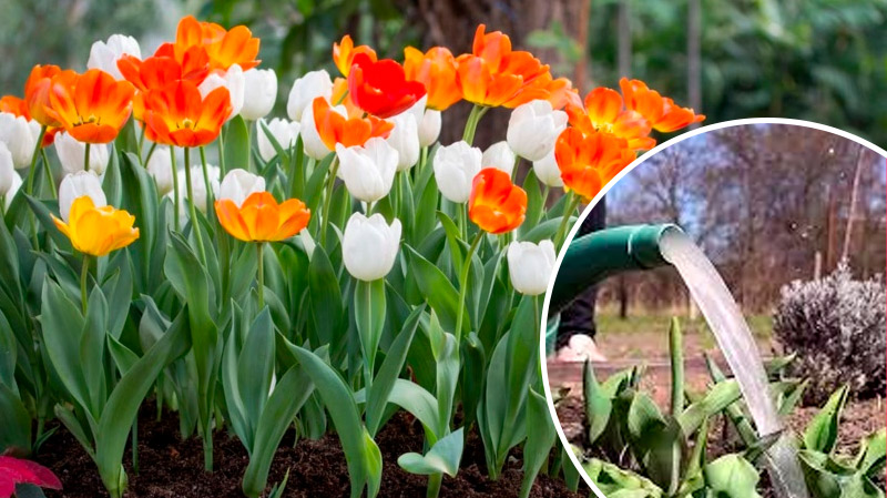 Весняне підживлення тюльпанів: як досягти розкішного цвітіння