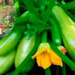 Як отримати ранній урожай кабачків: головні поради для садівників