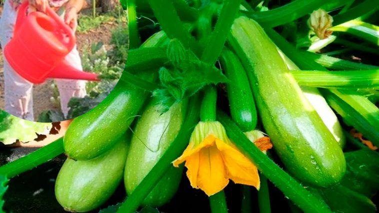 Як отримати ранній урожай кабачків: головні поради для садівників