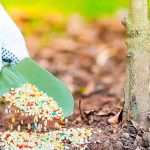 🌱 Весняне підживлення плодових дерев для щедрого врожаю влітку 🌿