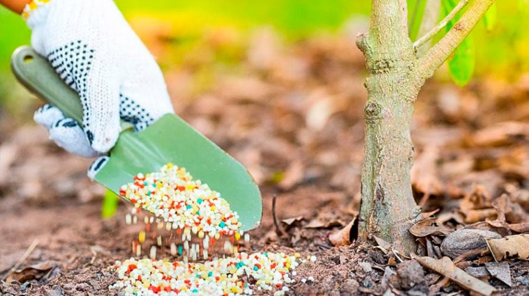 🌱 Весняне підживлення плодових дерев для щедрого врожаю влітку 🌿