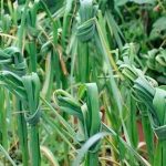 Навіщо та коли зав’язують бадилля часнику вузлом на грядці — порада для кожного городника