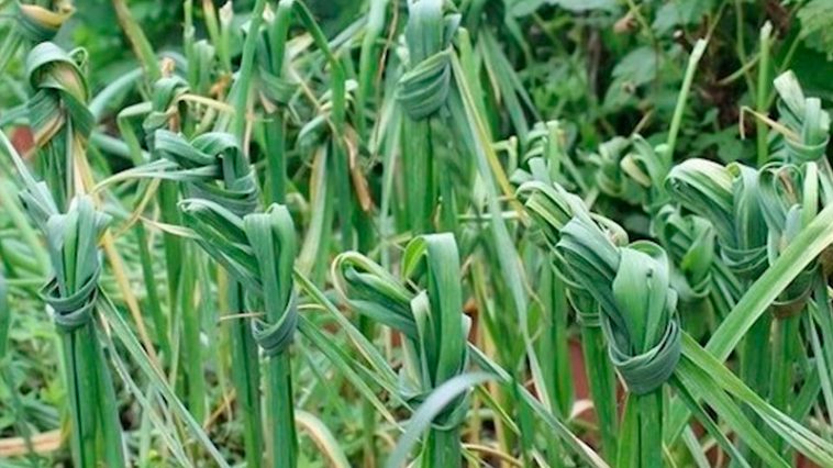 Навіщо та коли зав’язують бадилля часнику вузлом на грядці — порада для кожного городника