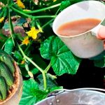 Чому на огірках багато пустоцвітів і як цього уникнути: поради для щедрого врожаю