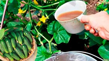 Чому на огірках багато пустоцвітів і як цього уникнути: поради для щедрого врожаю