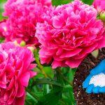 Як забезпечити півоніям пишне цвітіння: народні рецепти та правила догляду