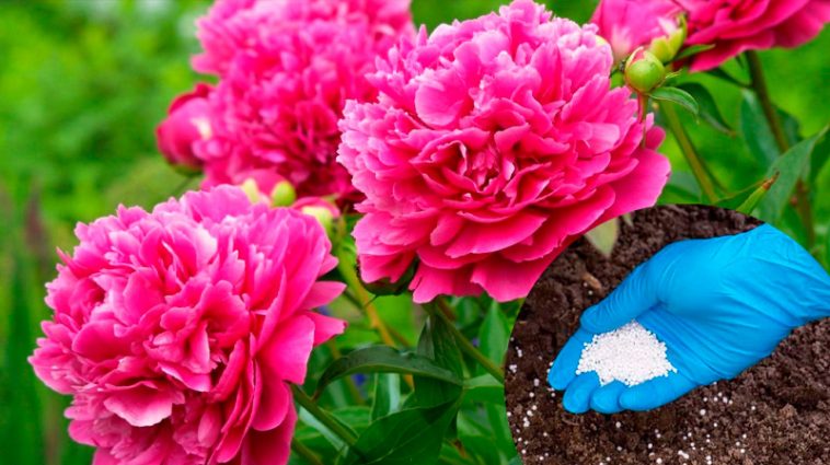 Як забезпечити півоніям пишне цвітіння: народні рецепти та правила догляду
