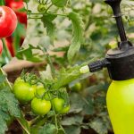 2 дієвих підживлення від фітофтори і для рясного врожаю томатів