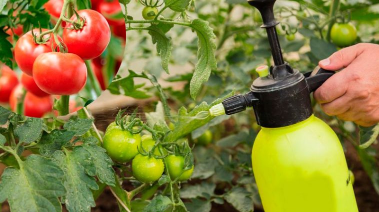 2 дієвих підживлення від фітофтори і для рясного врожаю томатів