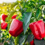 Як збільшити врожай перцю, не змінюючи звичного догляду