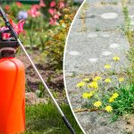 Простий засіб проти бур’янів, який працює все літо: дешево, безпечно і ефективно!