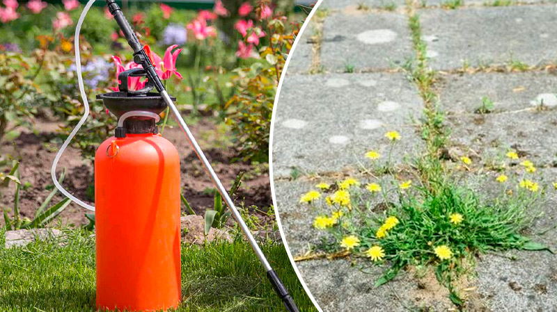 Простий засіб проти бур’янів, який працює все літо: дешево, безпечно і ефективно!