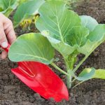 Що покласти в лунку під час висадки капусти, щоб качани виросли великими та щільними