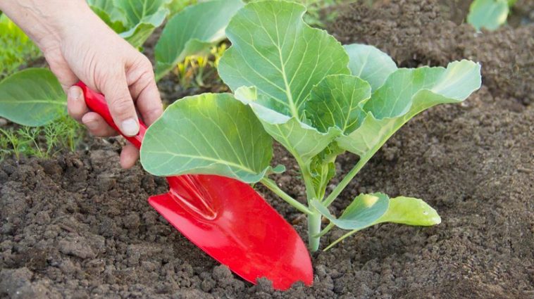 Що покласти в лунку під час висадки капусти, щоб качани виросли великими та щільними