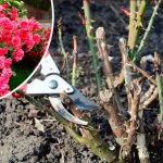 Весняний догляд за трояндами: що зробити, щоб вони рясно цвіли