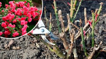 Весняний догляд за трояндами: що зробити, щоб вони рясно цвіли