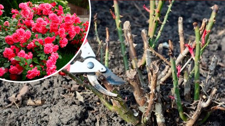 Весняний догляд за трояндами: що зробити, щоб вони рясно цвіли