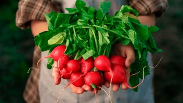 Як підживлювати редис після сходів і під час формування коренеплоду: поради та рецепти