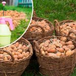 Як захистити картоплю від колорадського жука перед посадкою: ефективні методи обробки