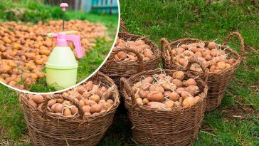 Як захистити картоплю від колорадського жука перед посадкою: ефективні методи обробки