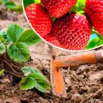 Секрет рясного врожаю: як правильно підживити полуницю