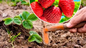 Секрет рясного врожаю: як правильно підживити полуницю