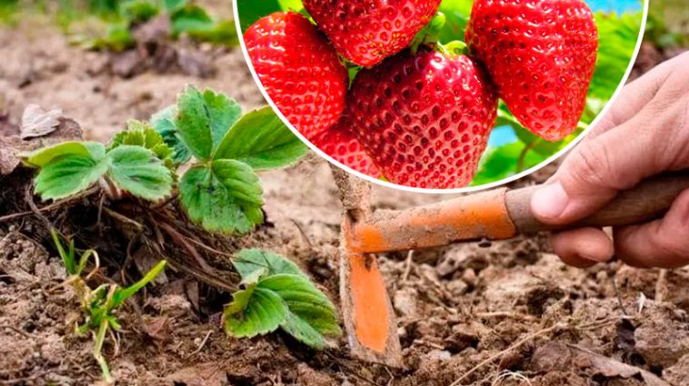 Секрет рясного врожаю: як правильно підживити полуницю