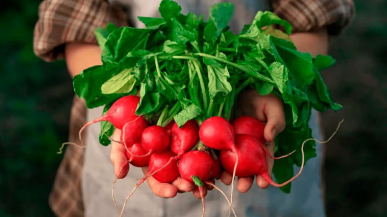 Як підживлювати редис після сходів і під час формування коренеплоду: поради та рецепти