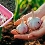 Як правильно обробити зубчики часнику перед посадкою, щоб уникнути гниття