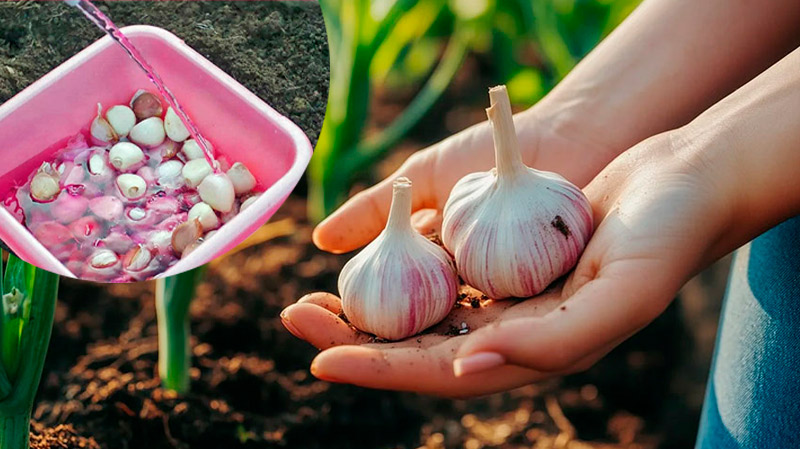 Як правильно обробити зубчики часнику перед посадкою, щоб уникнути гниття