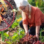 Як ефективно захистити город від ведмедки: 5 перевірених методів боротьби