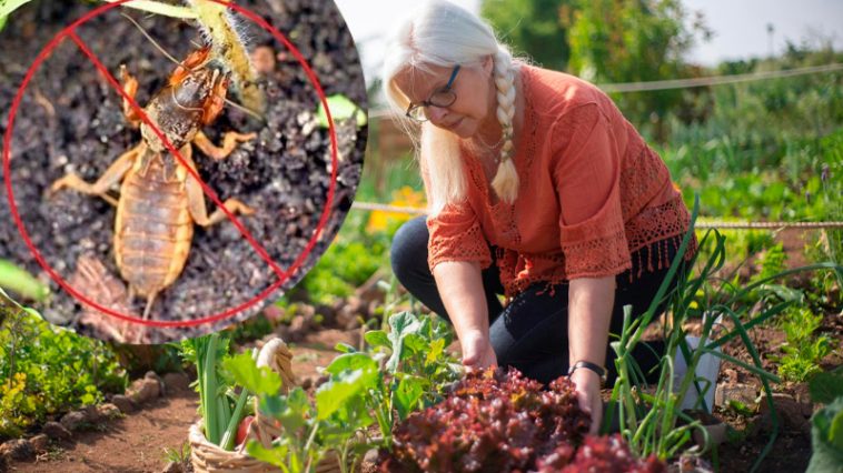 Як ефективно захистити город від ведмедки: 5 перевірених методів боротьби