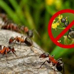 Ефективний спосіб боротьби з мурахами на городі — вони надовго покинуть вашу ділянку