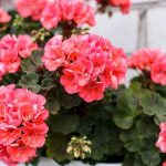 Друге життя для герані: два чарівних рецепти для зеленого відродження!