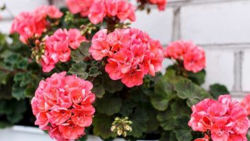 Друге життя для герані: два чарівних рецепти для зеленого відродження!
