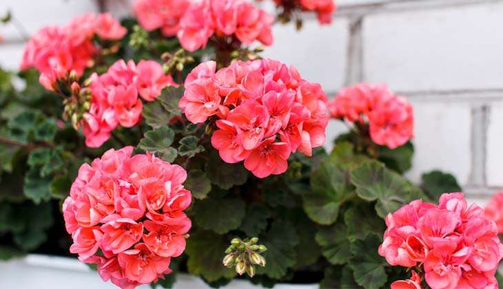 Друге життя для герані: два чарівних рецепти для зеленого відродження!