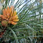 Соснові бруньки в народній медицині: користь і застосування