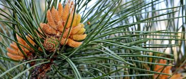 Соснові бруньки в народній медицині: користь і застосування