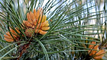 Соснові бруньки в народній медицині: користь і застосування