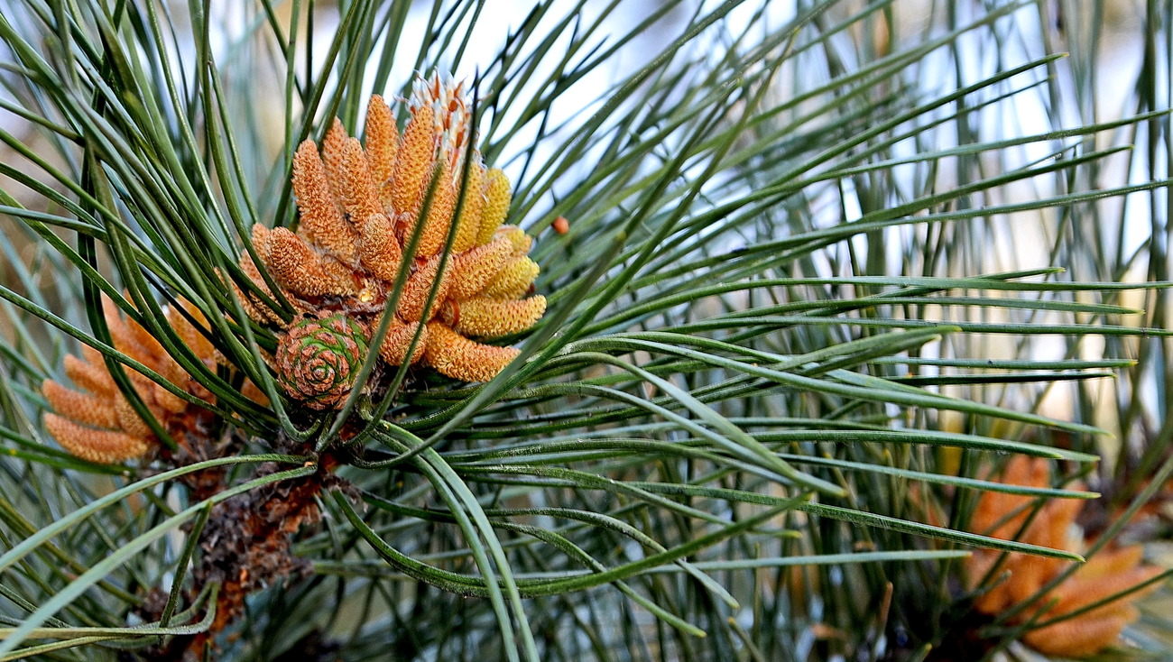 Соснові бруньки в народній медицині: користь і застосування