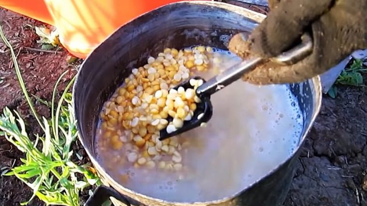 Надійний і недорогий спосіб позбутися медведки на городі назавжди